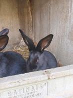 Vlamese Reus, Dieren en Toebehoren, Konijnen