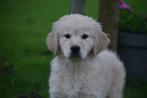 Golden retriever pups, Dieren en Toebehoren, Golden retriever, 8 tot 15 weken, Buitenland, Rabiës