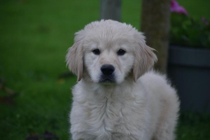 Golden retriever pups, Dieren en Toebehoren, Honden | Retrievers, Spaniëls en Waterhonden, Meerdere dieren, Golden retriever, Fokker | Professioneel