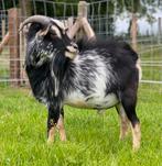 Mooie herminé dekbok! (vanaf eind augustus), Dieren en Toebehoren, Schapen, Geiten en Varkens