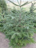 Kerstbomen Picea omorika - Picea abies, Tuin en Terras, Ophalen