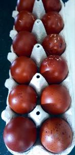 Broedeeieren marans, Dieren en Toebehoren, Pluimvee