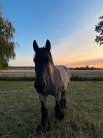 vervoer paarden / trailer te huur, Ophalen of Verzenden, Aluminium, 2-paards trailer