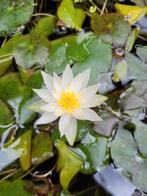 mini waterlelie, Ophalen of Verzenden