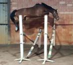 Springtoppertje 2022, Dieren en Toebehoren, Paarden, Merrie, Springpaard, Minder dan 160 cm, Gechipt