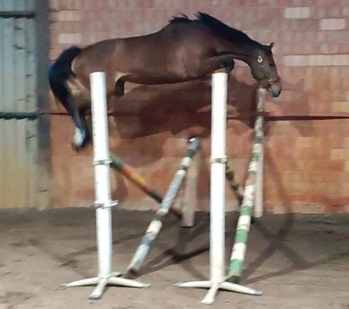 Springtoppertje 2022, Dieren en Toebehoren, Paarden, Merrie, Onbeleerd, Minder dan 160 cm, 3 tot 6 jaar, Springpaard, Met stamboom
