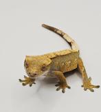 Wimpergekko vrouw, Dieren en Toebehoren, Reptielen en Amfibieën, Hagedis, Tam, 0 tot 2 jaar