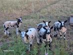 Jonge bonte lammeren, Dieren en Toebehoren, Schapen, Geiten en Varkens