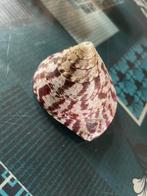 Coquillages, Enlèvement ou Envoi, Coquillage(s)