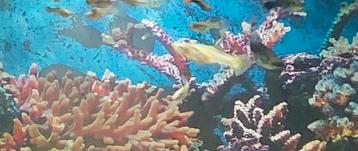 diverse guppys beschikbaar voor biedingen