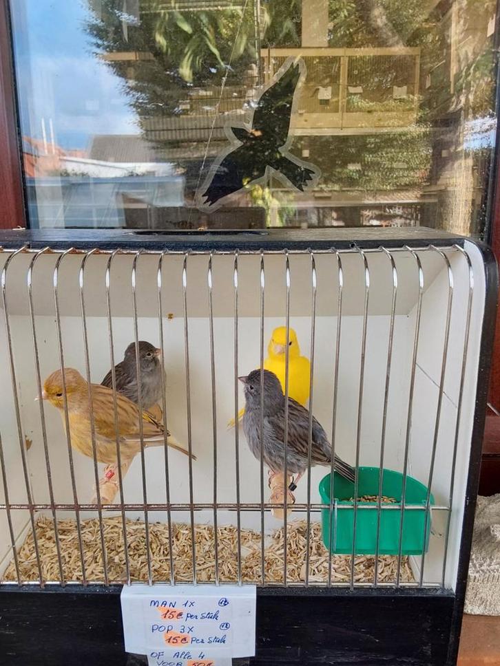 Kanaries  ( Gereserveerd tot en met vrijdag ! ), Dieren en Toebehoren, Vogels | Kanaries