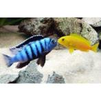 Pseudotropheus Saulosi malawi cichliden, Dieren en Toebehoren, Vis, Zoetwatervis, Schoolvis