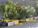 Oleanders aan stuntprijzen!, Ophalen