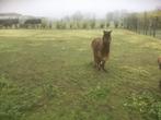 Alpaca merrie, Dieren en Toebehoren, Overige Dieren