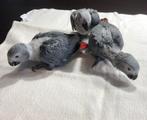 Tamme baby Grijze roodstaartjes, Dieren en Toebehoren, Vogels | Parkieten en Papegaaien, Meerdere dieren, Papegaai, Geringd