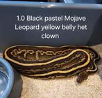 Black Pastel Mojave Leopard Yellow Belly Het Clown, Dieren en Toebehoren, Reptielen en Amfibieën, Slang, Tam, 0 tot 2 jaar