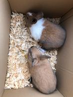 Dwergkonijntjes te koop, Dieren en Toebehoren, Konijnen, Mannelijk, Klein, 0 tot 2 jaar