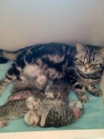 Britse korthaar kittens met stamboom, Animaux & Accessoires, Chats & Chatons | Chats de race | Poil ras, Vermifugé, Plusieurs animaux