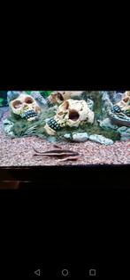 Gestreepte doornmeerval, Dieren en Toebehoren, Vissen | Aquariumvissen