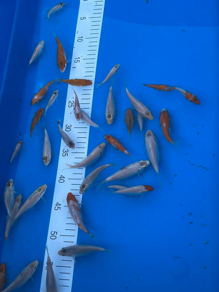 Tosai Japanse koi., Dieren en Toebehoren, Vissen | Vijvervissen