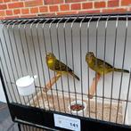 Koppel dikbekken van 2023, niet geringd, Dieren en Toebehoren, Vogels | Overige Vogels, Geringd