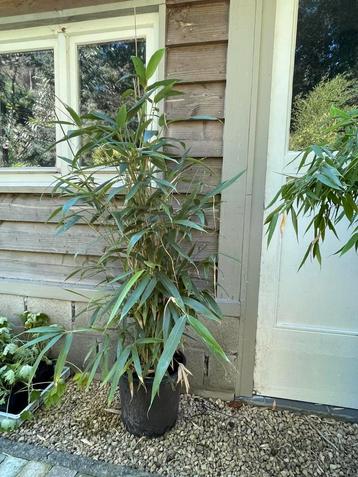 Pseudosasa japonica, Tuin en Terras, Ophalen