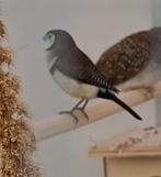 Kan iemand vertellen wat vogeltje dit is man of vrouw is man, Dieren en Toebehoren, Vogels | Kanaries