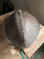 Schildpadschild dat door uit Afrika is meegebracht, Ophalen