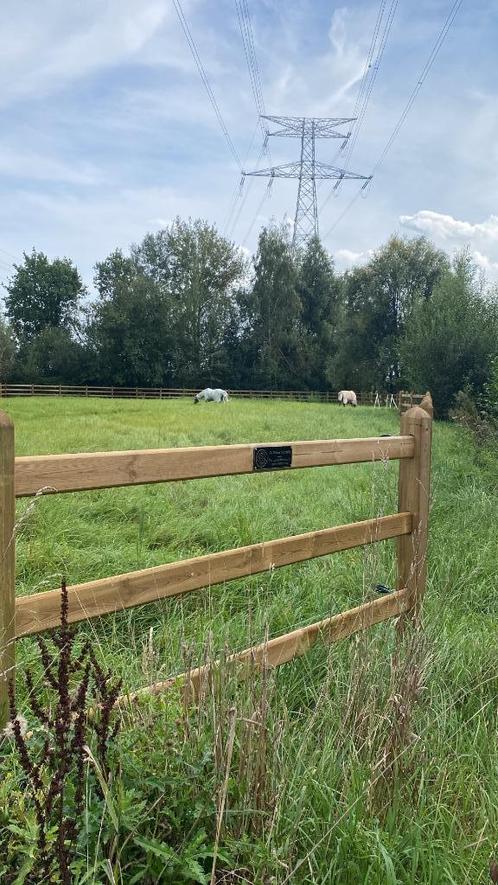 Omheinde weides met schuilstal, Dieren en Toebehoren, Stalling en Weidegang, Weidegang