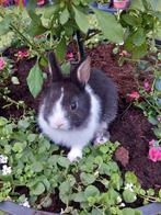 Mooie kleurdwerg konijntjes supertam, Dieren en Toebehoren, Konijnen