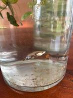 Guppys, Dieren en Toebehoren