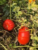 Pompoen pompoenen bio soep, Diversen, Ophalen of Verzenden