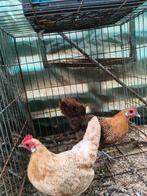 Trio kriel kippen, Dieren en Toebehoren, Pluimvee