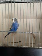 Te koop: grasparkieten, Dieren en Toebehoren
