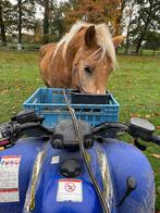 Haflinger Ruin bereden en betuigd enkel en dubbelspan 1250 €, Minder dan 160 cm, Ruin, Zadelmak, Gechipt