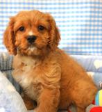 Superleuke Cavapoo pup!, 15 weken tot 1 jaar, Overige rassen, Buitenland, CDV (hondenziekte)
