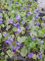 Vaste planten, Tuin en Terras, Ophalen of Verzenden