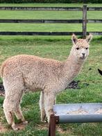 Alpaca hengstje, Dieren en Toebehoren, Overige Dieren