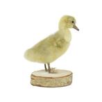 Mooi Opgezette Kleine Gans Kuiken Berk Full Body Taxidermie, Verzamelen, Dierenverzamelingen, Boerderijdier, Opgezet dier, Gebruikt