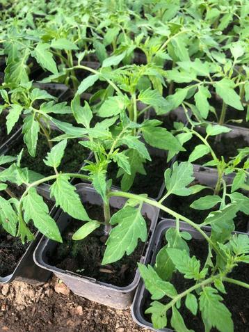 tomatenplanten beschikbaar voor biedingen
