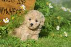 Poedel pups mooie keuze, Dieren en Toebehoren, Honden | Chihuahua's en Gezelschapshonden, Poedel, België, 8 tot 15 weken, Meerdere