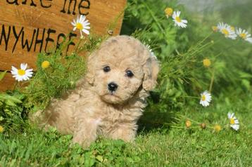 Poedel pups mooie keuze beschikbaar voor biedingen