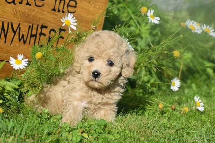 Poedel pups mooie keuze, Dieren en Toebehoren, Honden | Chihuahua's en Gezelschapshonden, Meerdere dieren, Poedel, Fokker | Professioneel