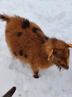 Maanvlek dwerggeiten bokje, Animaux & Accessoires, Moutons, Chèvres & Cochons