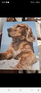 poster hond 50 x 70 cm, Photo ou Poster, Comme neuf, Enlèvement, 50 à 75 cm