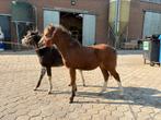 Welsh A hengstveulens Bruin en zwart, Dieren en Toebehoren, Hengst