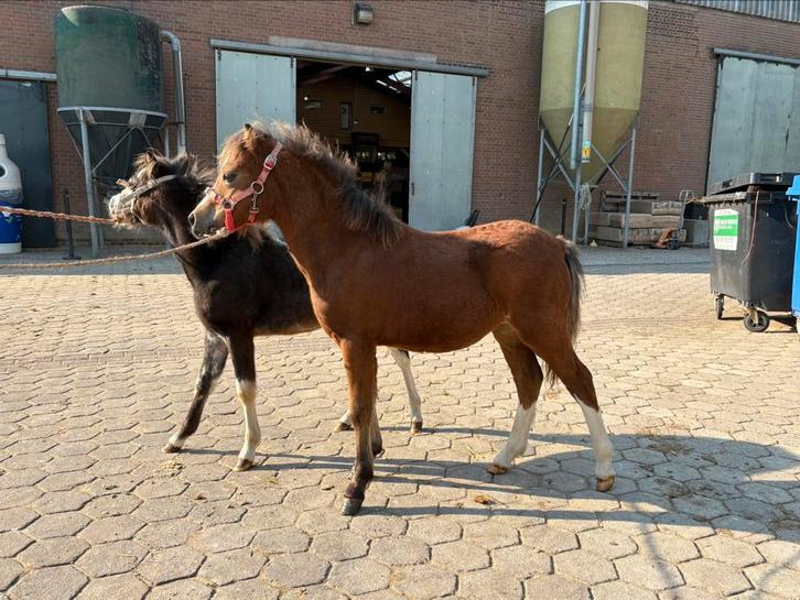 Welsh A hengstveulens Bruin en zwart, Dieren en Toebehoren, Pony's, Hengst