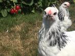 Brahmakriel, Dieren en Toebehoren, Pluimvee, Meerdere dieren, Kip
