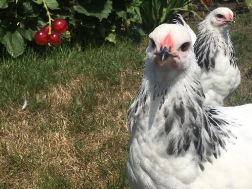 Brahmakriel, Dieren en Toebehoren, Pluimvee, Kip, Meerdere dieren