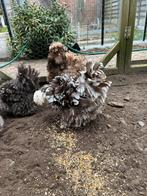 Eitjes van mijn choco mottled toom, Dieren en Toebehoren, Pluimvee